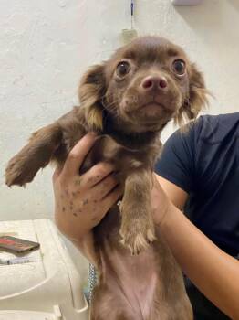 Cheese -  Chihuahua and Terrier Dog for Adoption in Chico, California - Cheese | PetCurious