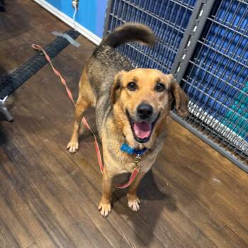 Shepherd Dogs Available for Adoption - Lucille | PetCurious