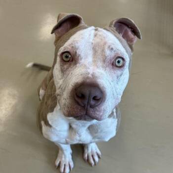 Rainbow Trout -  Pit Bull Terrier Dog for Adoption in Des Moines, Iowa - Rainbow Trout | PetCurious