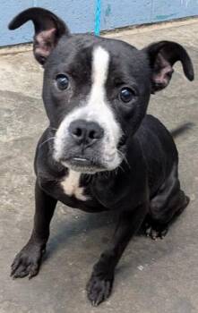 Cher (Stray until 7/18) -  Pit Bull Terrier Dog for Adoption in Evansville, Indiana - Cher (Stray Until 7/18) | PetCurious