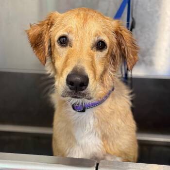 Golden Retriever Dogs Available for Adoption in San Diego, California - Guerro - Adopted! | PetCurious