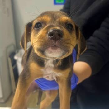Rescue Beagle and Mixed Breed Dogs for Adoption in Morton Grove, Illinois - Foster | PetCurious
