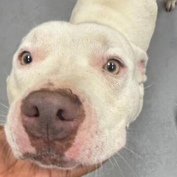 06/22/26-Stray-NinaStreet -  Mixed Breed Dog for Adoption in Columbus, Georgia - 06/22/26-Stray-NinaStreet | PetCurious