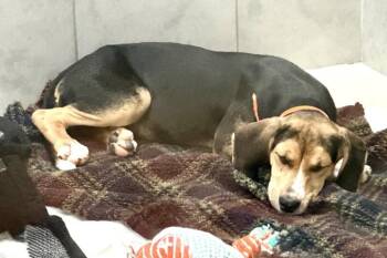 Brownie -  Hound Dog for Adoption in Maryville, Tennessee - Brownie | PetCurious