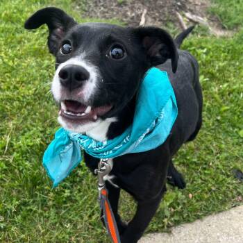 Mixed Breed Dogs Available for Adoption in Canal Winchester, Ohio - Lake | PetCurious