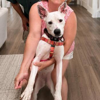 Lizzie -  Carolina Dog and Mixed Breed Dog for Adoption in Northville, Michigan - Lizzie | PetCurious