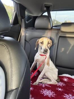 Hound and Black Mouth Cur Dogs Available for Adoption - Tucker | PetCurious