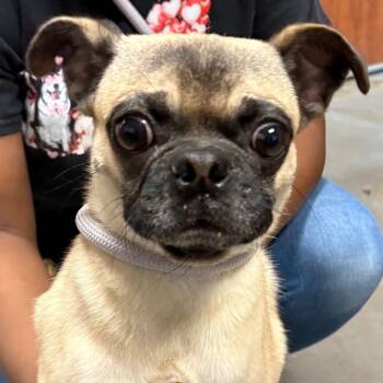 Chug -  Pug Dog for Adoption in Yuma, Arizona - Chug | PetCurious