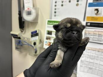 German Shepherd Dog and Mixed Breed Dogs Available for Adoption - A527361 | PetCurious