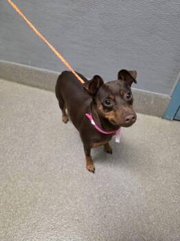 PENNY -  Miniature Pinscher Dog for Adoption in Las Vegas, Nevada - PENNY | PetCurious