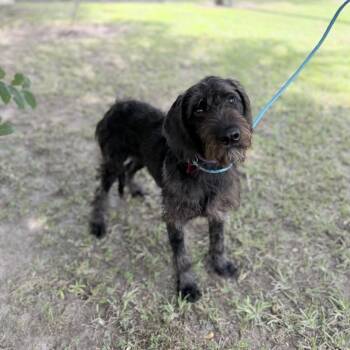 Rummy -  Labrador Retriever and Poodle Dog for Adoption in Carencro, Louisiana - Rummy | PetCurious