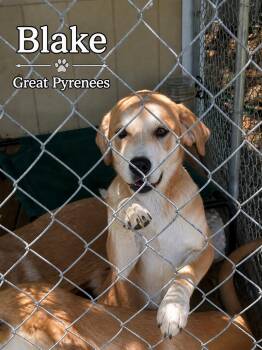Great Pyrenees Dogs Available for Adoption in Panama City, Florida - Blake | PetCurious