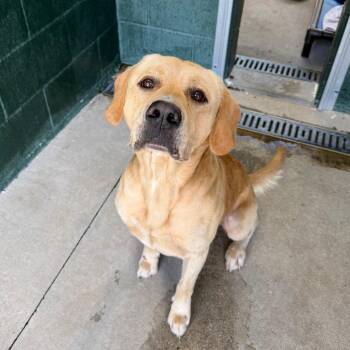Pie -  Labrador Retriever and Mixed Breed Dog for Adoption in Carencro, Louisiana - Pie | PetCurious