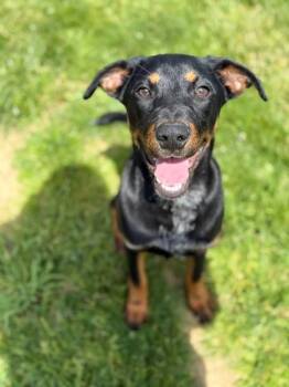 Doberman Pinscher and Mixed Breed Dogs Available for Adoption in Irwin, Pennsylvania - Janie | PetCurious