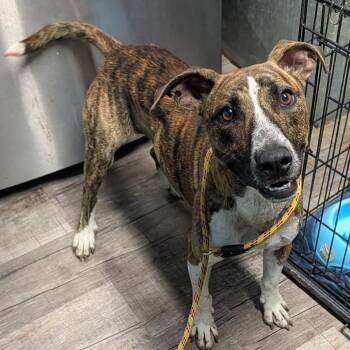 Rubble -  Pit Bull Terrier Dog for Adoption in Jefferson City, Tennessee - Rubble | PetCurious