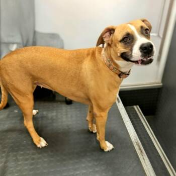 Poppy -  Boxer and Mixed Breed Dog for Adoption in Corpus Christi, Texas - Poppy | PetCurious