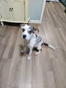 Labrador Retriever and Australian Shepherd Dogs Available for Adoption in The Woodlands, Texas - Humphrey | PetCurious