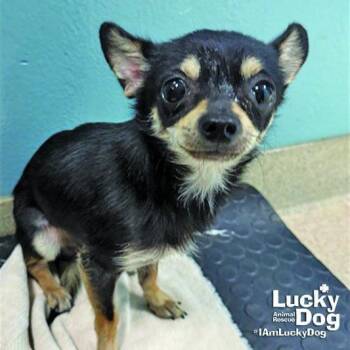 Chapo -  Chihuahua Dog for Adoption in Washington, District Of Columbia - Chapo | PetCurious