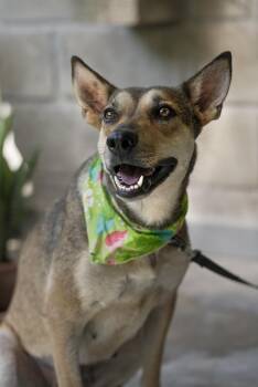 Nova -  Shepherd and Australian Cattle Dog Blue Heeler Dog for Adoption in Calgary, Alberta - Nova | PetCurious