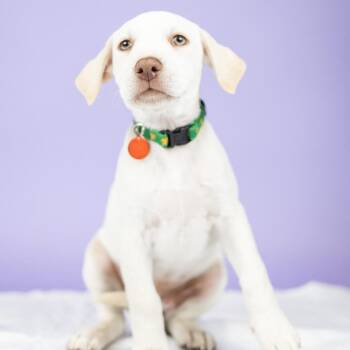 Butters -  Mixed Breed and Labrador Retriever Dog for Adoption in Portland, Oregon - Butters | PetCurious