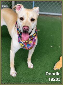 Pit Bull Terrier and Labrador Retriever Dogs Available for Adoption in Marietta, Georgia - DOODLE | PetCurious