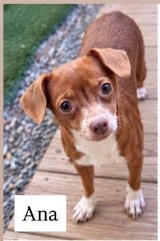 Ana -  Chihuahua Dog for Adoption in Cullman, Alabama - Ana | PetCurious