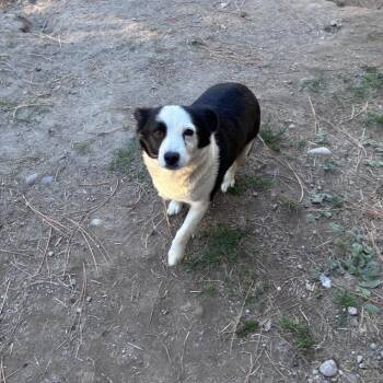 Berry -  Border Collie and Mixed Breed Dog for Adoption in Tacoma, Washington - Berry | PetCurious