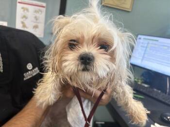 MIMI -  Shih Tzu Dog for Adoption in Rowlett, Texas - MIMI | PetCurious