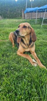 Hazel -  Coonhound Dog for Adoption in Abbotsford, British Columbia - Hazel | PetCurious
