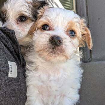 Winnie the Pooh -  Maltese and Miniature Schnauzer Dog Available for Adoption in Fort Collins, Colorado - Winnie The Pooh | PetCurious