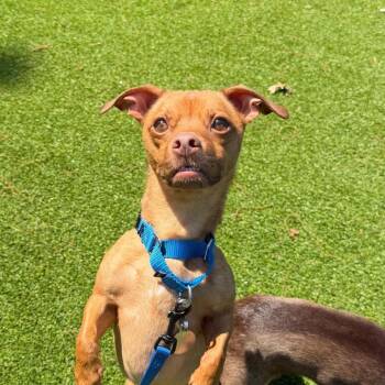 Yorkshire Terrier and Chihuahua Dogs Available for Adoption in Warwick, Rhode Island - Naan | PetCurious