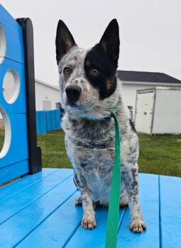 Rescue Australian Cattle Dog Blue Heeler Dogs for Adoption in Wooster, Ohio - Grumpy | PetCurious