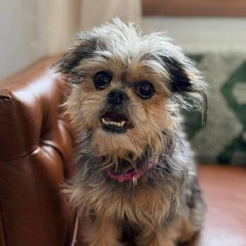 Mixed Breed Dogs Available for Adoption - Millie | PetCurious