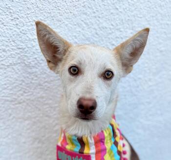 Rescue Husky and German Shepherd Dog Dogs for Adoption in San Diego, California - TESORO | PetCurious