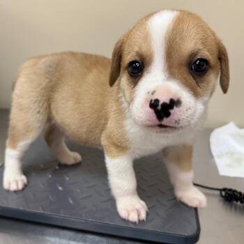 Pit Bull Terrier and Mixed Breed Dogs Available for Adoption in Birmingham, Alabama - Rambo | PetCurious