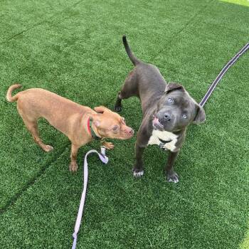 Lilly -  Pit Bull Terrier Dog for Adoption in Chicago, Illinois - Lilly | PetCurious
