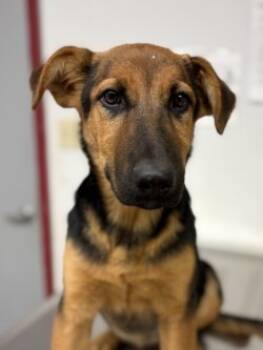Rescue Shepherd and Mixed Breed Dogs for Adoption in Lockhart, Texas - Chicago | PetCurious