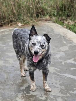 Rescue Australian Cattle Dog Blue Heeler Dogs for Adoption in Linden, Michigan - ACD Starsky | PetCurious