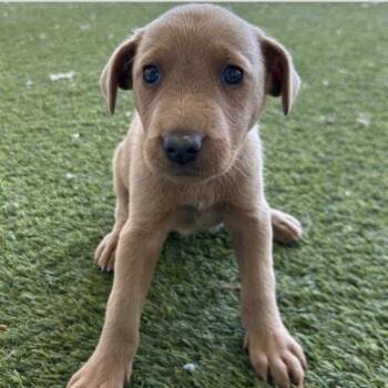 Mixed Breed Dogs Available for Adoption in New York, New York - Montana (p) | PetCurious