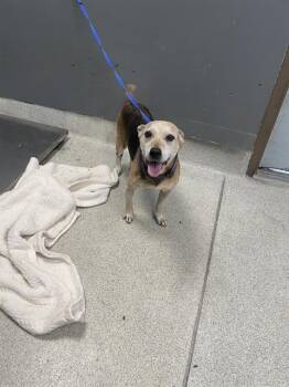 SIENNA -  Beagle and Australian Cattle Dog Blue Heeler Dog for Adoption in Tallahassee, Florida - SIENNA | PetCurious