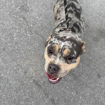 French Bulldog and Mixed Breed Dogs Available for Adoption - Bunnie | PetCurious