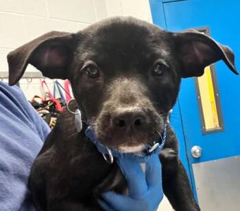 Hallie -  Border Collie and Pit Bull Terrier Dog for Adoption in Golden, Colorado - Hallie | PetCurious