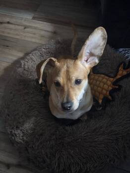 Dachshund Dogs Available for Adoption - Radar | PetCurious