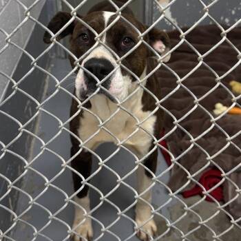 Kobe -  Mixed Breed Dog for Adoption in Columbus, North Carolina - Kobe | PetCurious