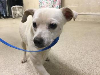 Chihuahua Dogs Available for Adoption in Riverside, California - KODA | PetCurious