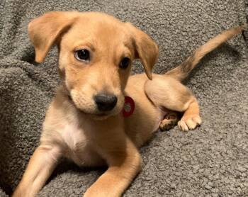 Labrador Retriever Dogs Available for Adoption in Nashville, Tennessee - Jackson(m) | PetCurious