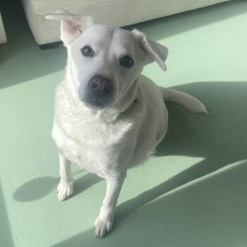 Labrador Retriever Dogs Available for Adoption - Buddy | PetCurious