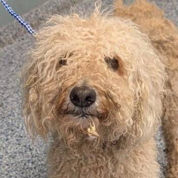 Poodle Dogs Available for Adoption in Greenville, South Carolina - Fuchsia | PetCurious