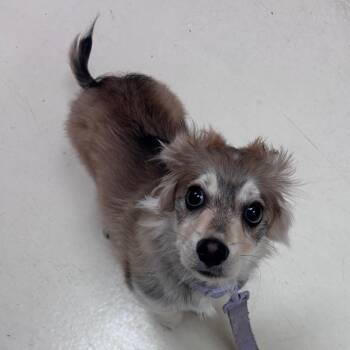 Ginger Snap -  Mixed Breed Dog for Adoption in Goleta, California - Ginger Snap | PetCurious