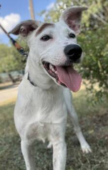 Moose -  Shepherd and Mixed Breed Dog for Adoption in San Antonio, Texas - Moose | PetCurious